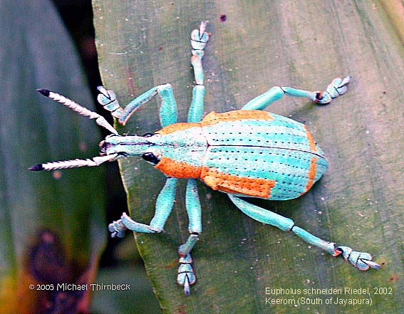 Eupholus schneideri Wikispecies